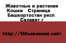 Животные и растения Кошки - Страница 4 . Башкортостан респ.,Салават г.